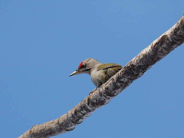 Harmaapäätikka, Grey-headed Woodpecker, Picus canus